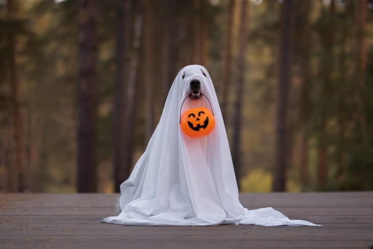 dog wearing a sheet like a ghost with pumpkin basket in mouth