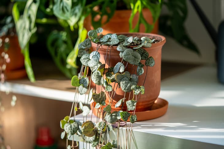 Ceropegia woodii houseplant with long heart shaped leaves in terracotta pot at sunlight closeup. String of hearts succulent plant in flowerpot. Indoor gardening, hobbies concept.