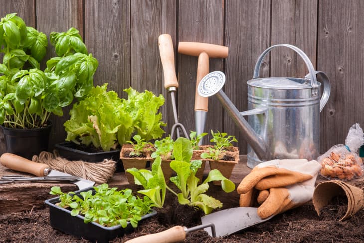 Make Your Seed Spacing Easier With This Tool - Wellness Gardens