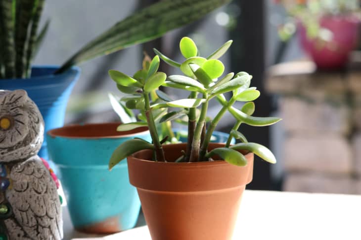 How to Plant and Grow Jade Plant