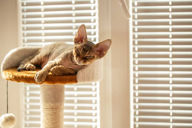 Devon rex cat store tree