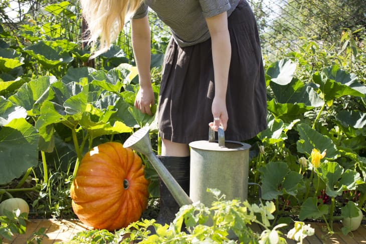 How To Grow Pumpkins Tips | Apartment Therapy