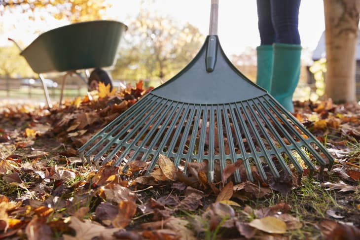Leaf deals rake images