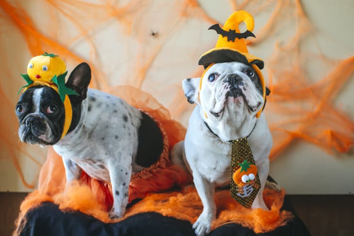 Halloween Costumes for Dogs? - The Other End of the Leash