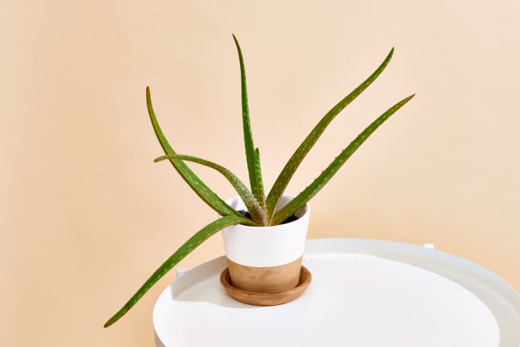 How to Grow and Care for Aloe Vera