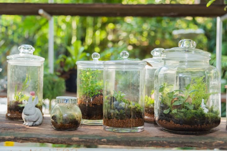 17+ Mini Terrarium Plants