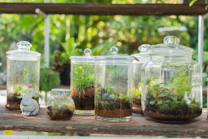 How to Create a Fabulous Terrarium - gardenstead