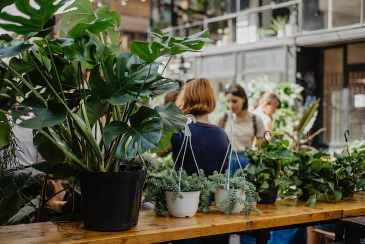 Interior of a plant shop with visible plants in foreground for sale and unidentifiable people in background