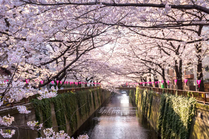 japanese cherry blossoms along the Meguro Canal in Tokyo, Japan