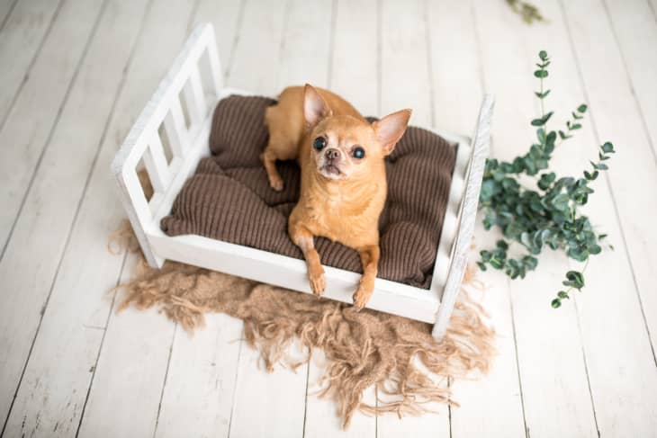 Pin on Dog 's Bed