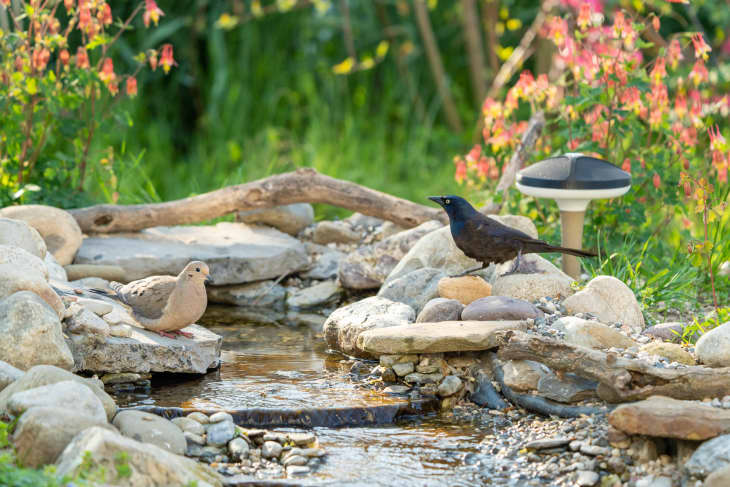 Pin on Backyard birdwatching