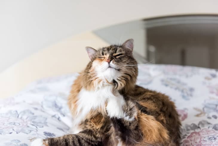 Fluffy cat scratching its chin while sitting on a floral-patterned bedspread.