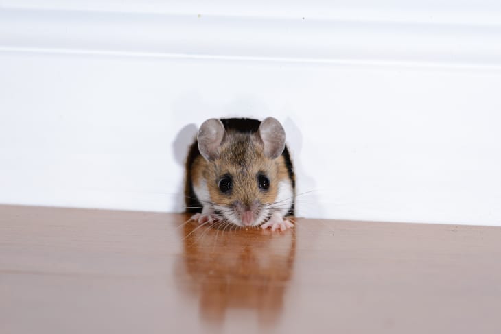Mice problem shop