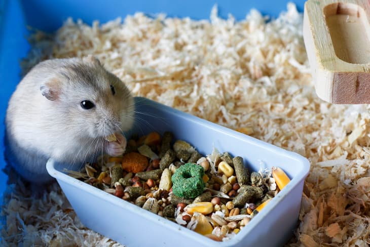 Luxury hamster homes shop