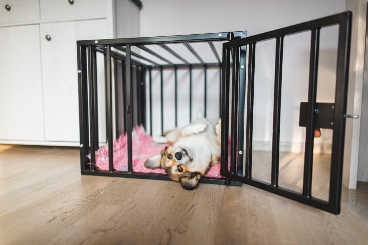 Ikea dog crate hack hot sale