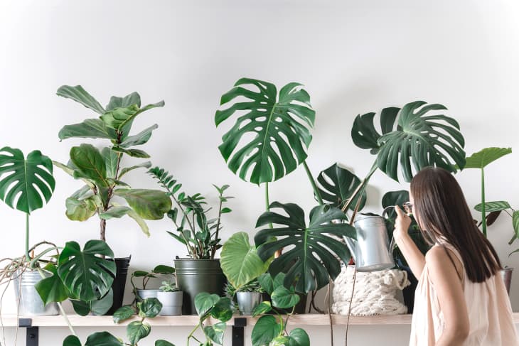 Woman watering plants