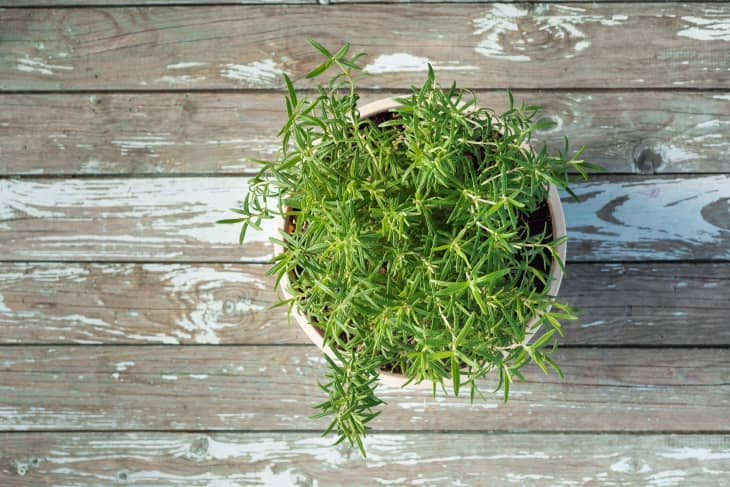 Growing Guide for Rosemary: Plant Care Tips, Varieties, and More