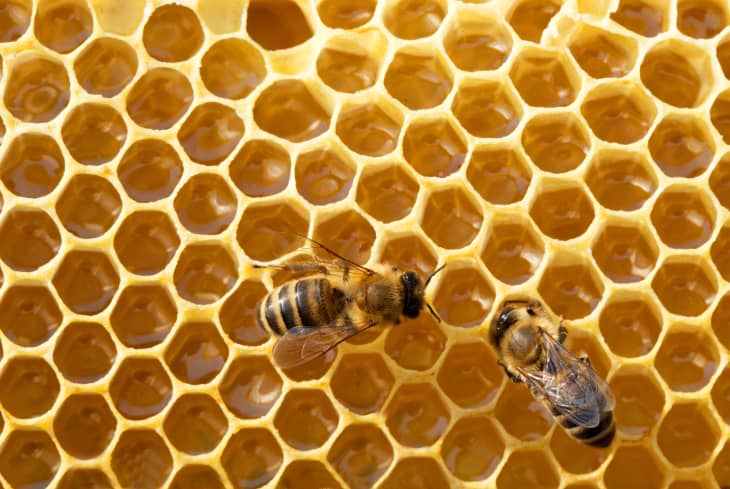 Honey sales bee house