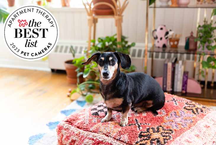 Photo of black and tan dachshund dog sitting in a room on a red patterned throw pillow. Seal in upper left with text: "Apartment Therapy The Best List: 2023 Pet Cameras"