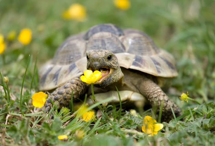 Pet tortoise new arrivals