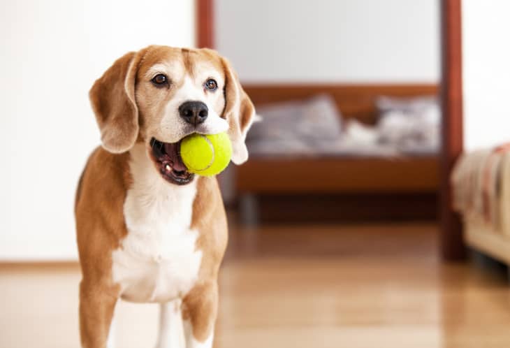 Tan beagle with a yellow tennis ball in its mouth