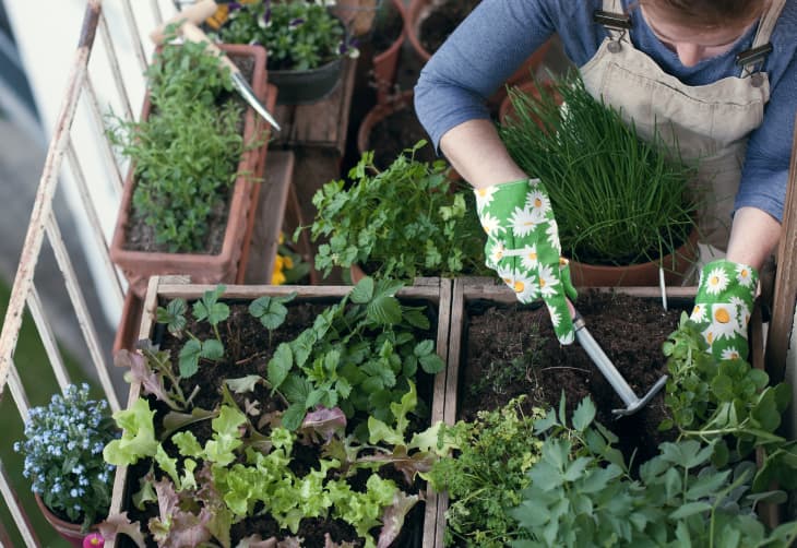 Woman planting vegetables and herbs in high bed on balcony