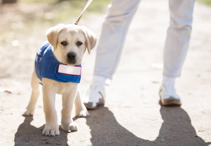 Failed cheap therapy dogs