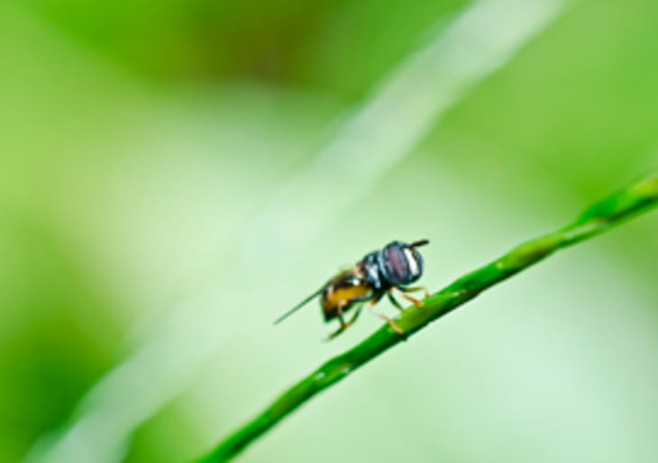 How Do I Get Rid of the Tiny Flies in My Kitchen? The Kitchn