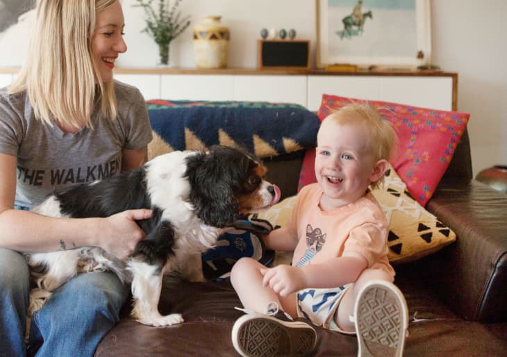 Best dogs best sale for suburban families