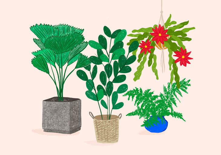 Quiz Which Plant Should You Add to Your Home Collection Next