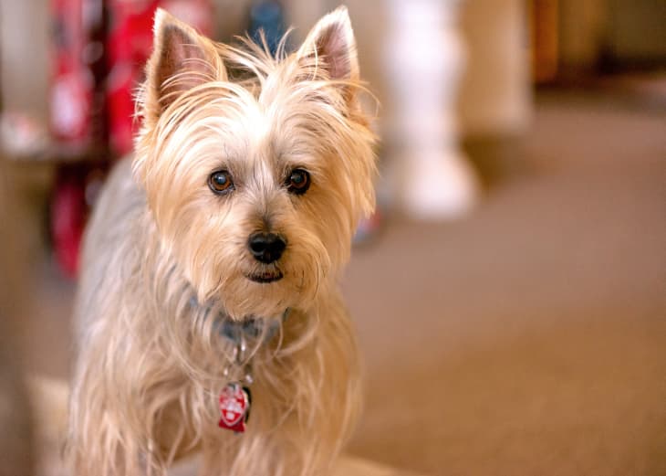 Australian Terrier dog portrait