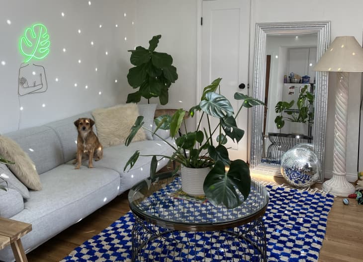 Living room with light specks on white walls and blue and white checkerboard rug
