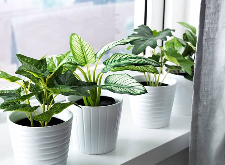 How to Pick the Best Fake Plants: A Faux Plant Buying Guide 2021 |  Apartment Therapy