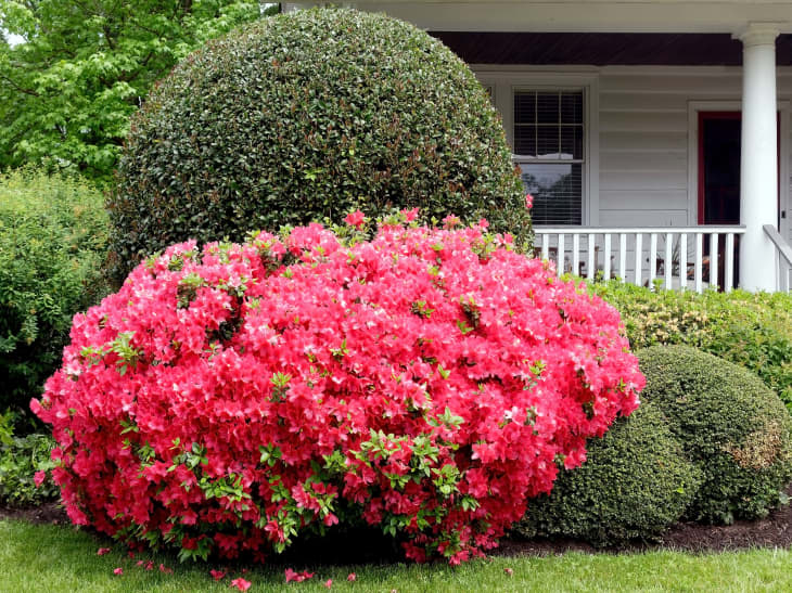 These 7 Plants & Bushes Could Fool You in Listing Photos — Here's Why