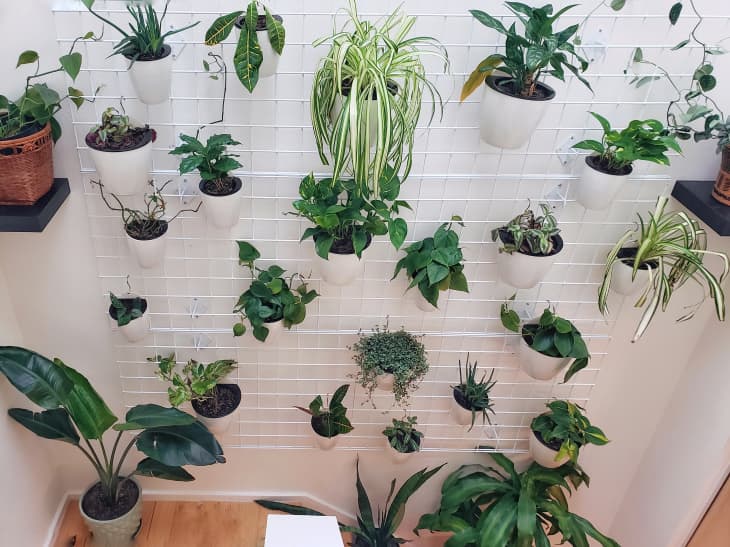 Plant wall