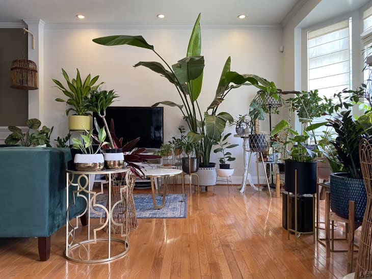 Storen Vriendin Schijn Here's an Unexpected Spot to Hang Houseplants, According to a Feng Shui  Expert | Apartment Therapy