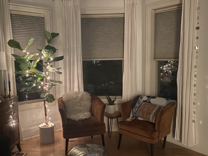 Fiddle leaf fig tree wrapped in twinkle lights sitting in living room.
