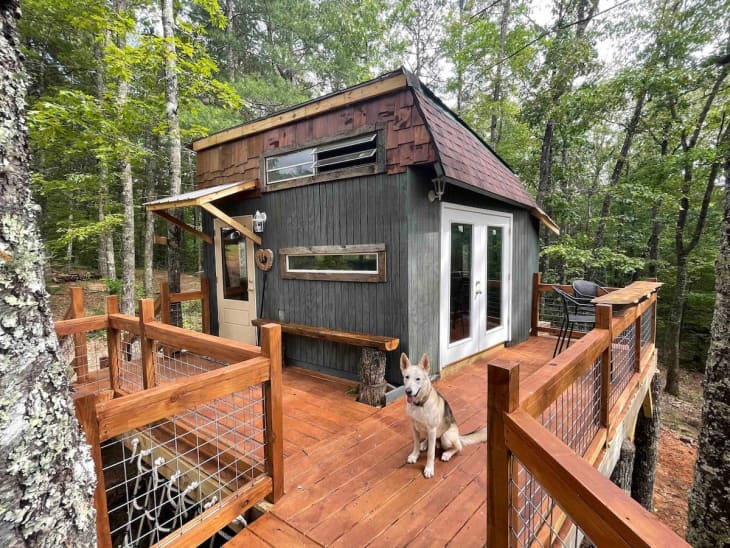 Treehouse and dog
