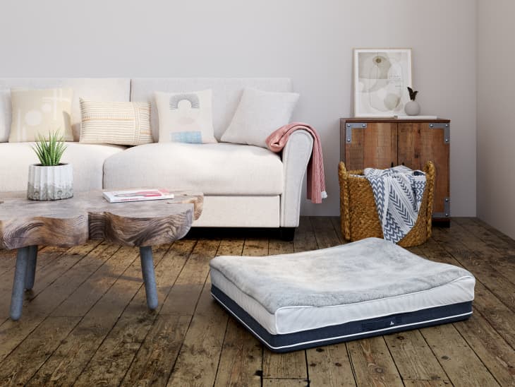 Buy a outlet dog bed