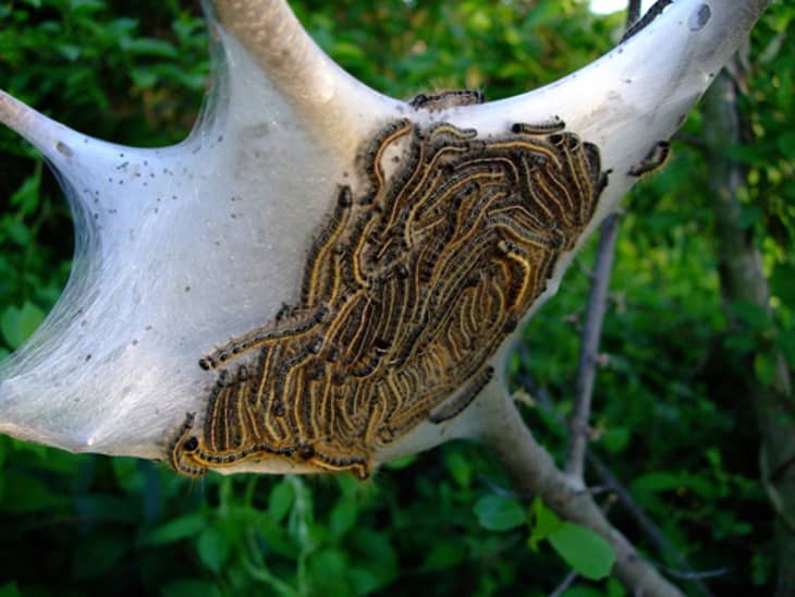 Worms, Bag Worms and Eastern Tent Caterpillars What’s the