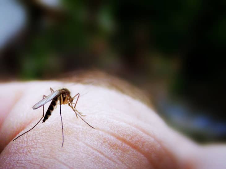 Repel Mosquitoes with Something That s Already in Your Kitchen