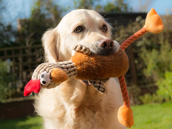 Dogs dressed up for thanksgiving online