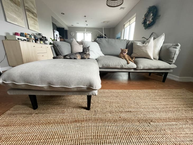 The Floyd Sofa Is the Perfect Couch for Cat Owners Review
