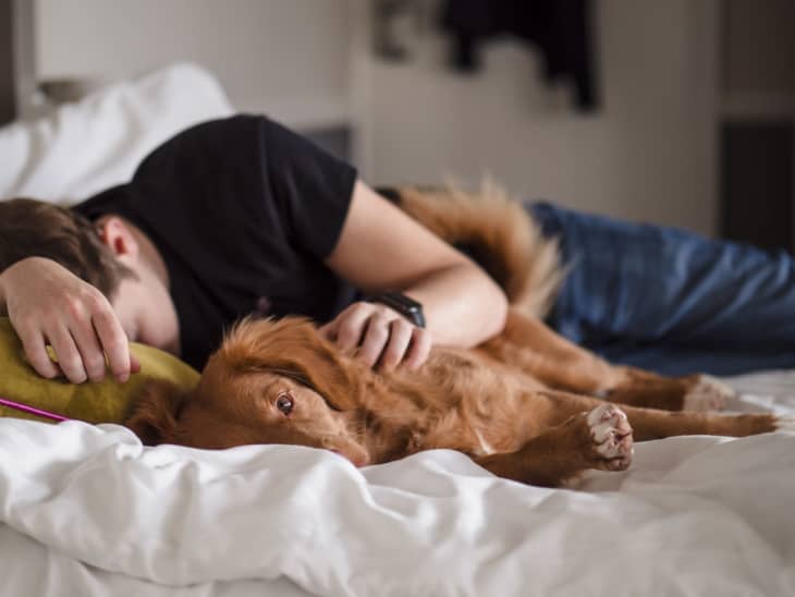 Puppy napping before bedtime shop