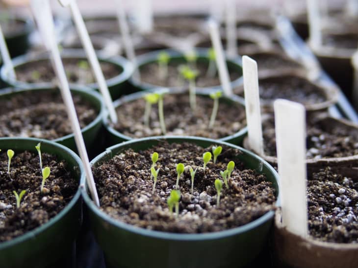 Pots for Indoor Plants - choose your best type based on how you water your  plants — Greenhouse Studio