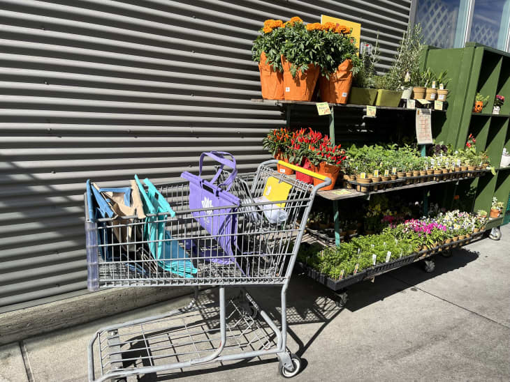 Lotus trolley bags new arrivals