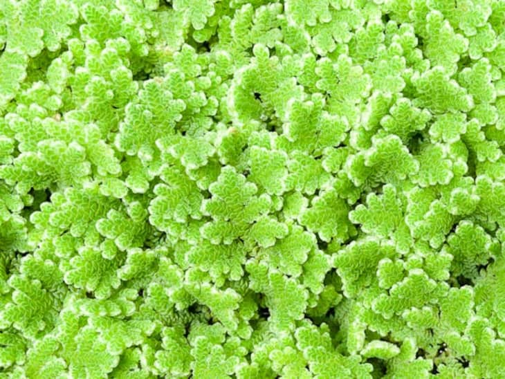 Azolla The Amazing Fern We May All Be Eating in the Future The Kitchn