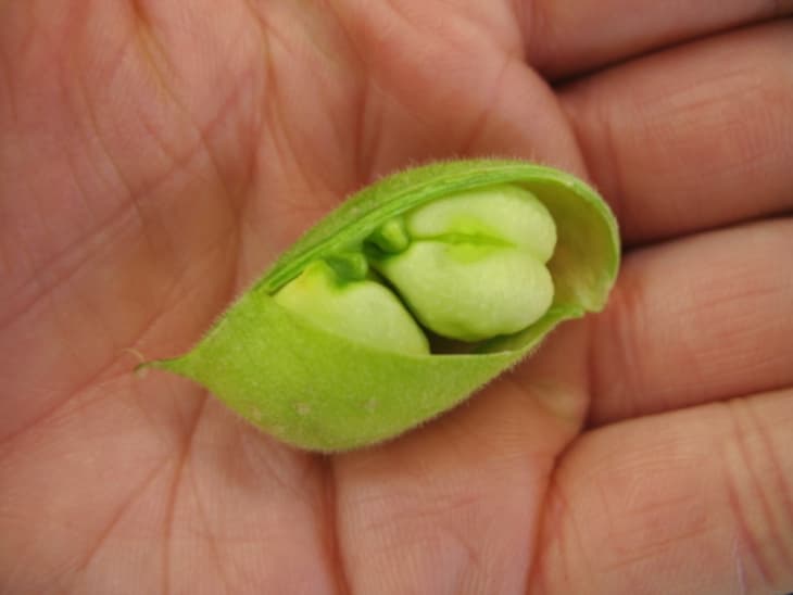 Seasonal Spotlight: Fresh Garbanzo Beans | The Kitchn