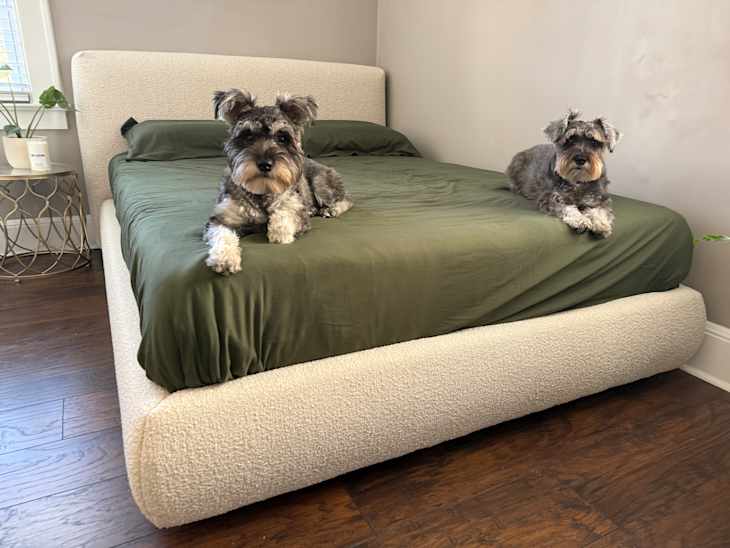 Dogs sitting on neatly made Sundays bed.