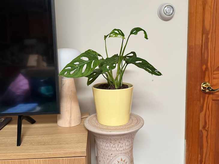 Monstera plant in a yellow pot on a decorative pedestal next to a TV and wooden door.